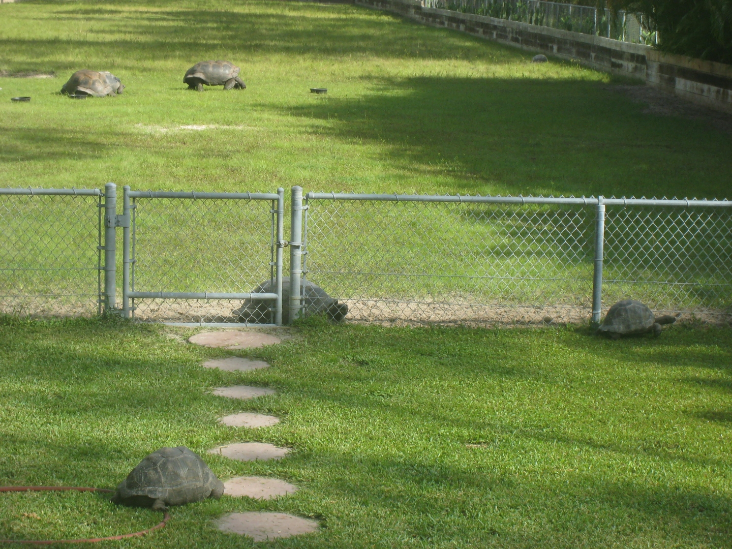 ALDABRA BREEDER