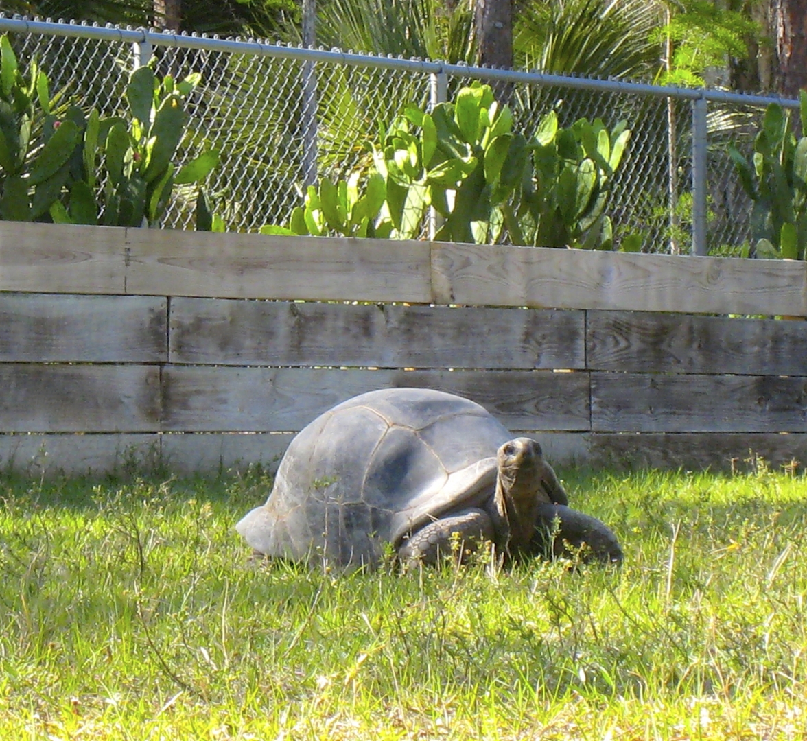 ALDABRA BREEDER