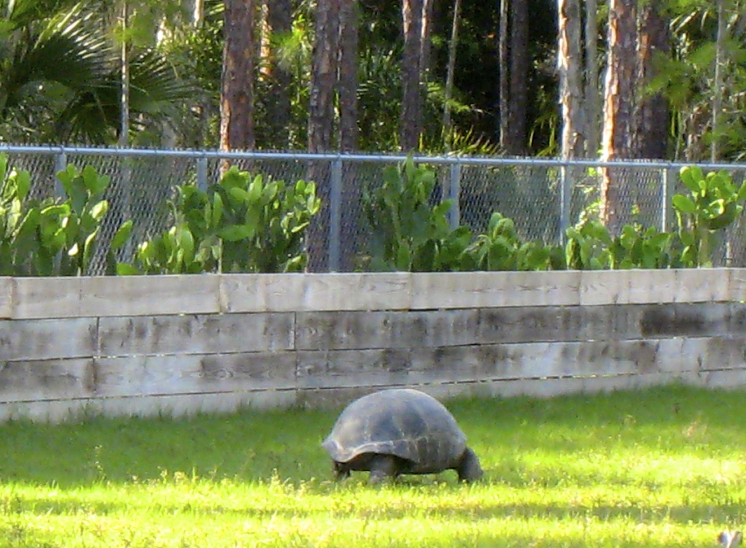 ALDABRA BREEDER