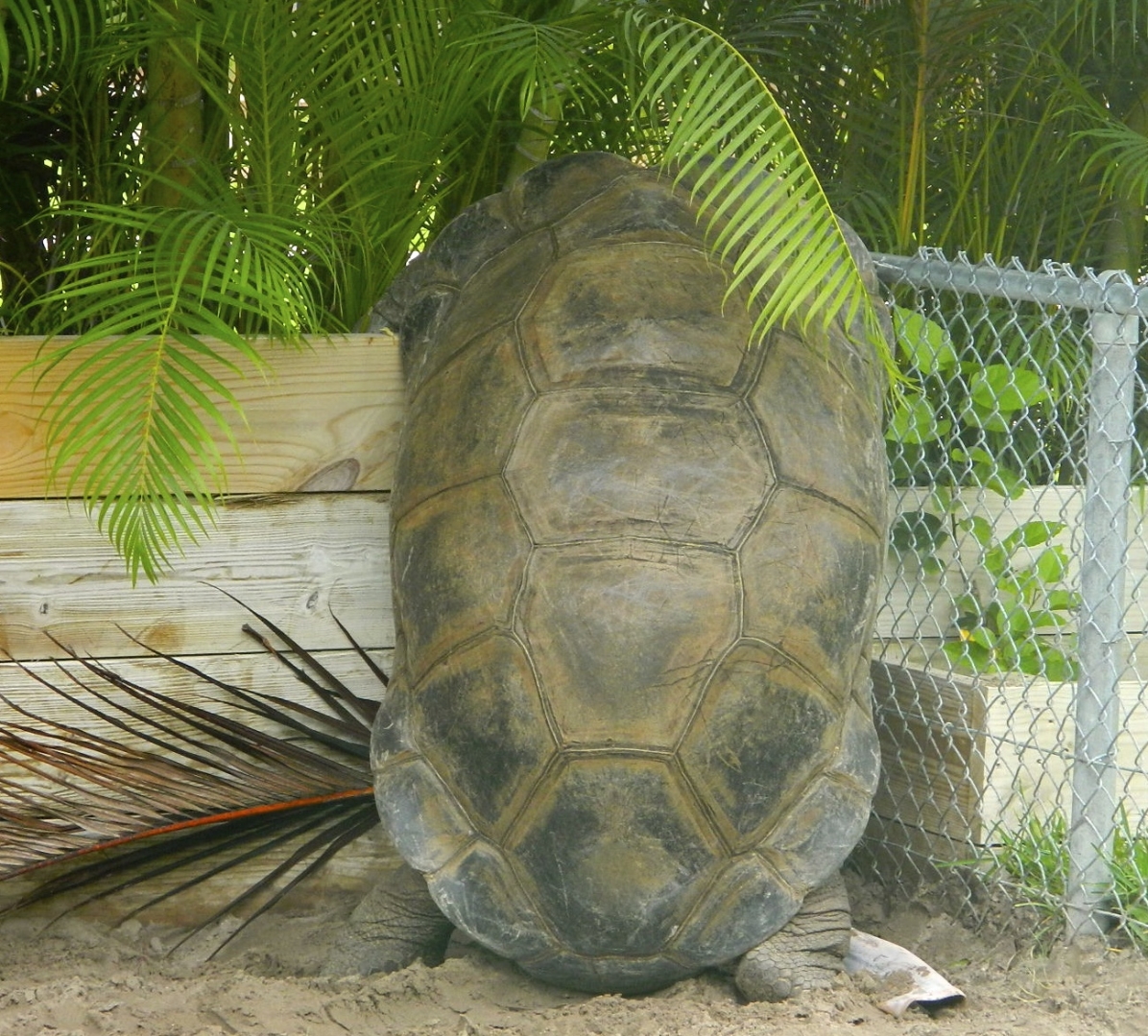 ALDABRA BREEDER