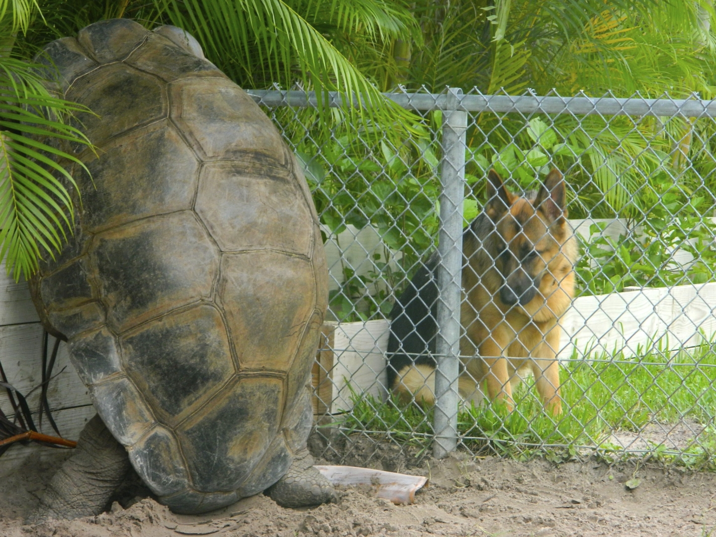 ALDABRA BREEDER