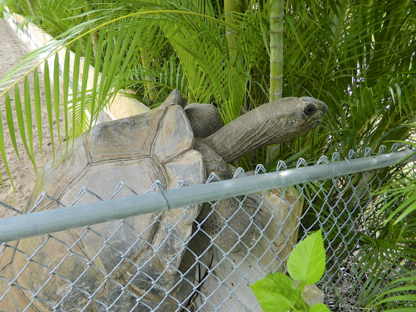 ALDABRA BREEDER