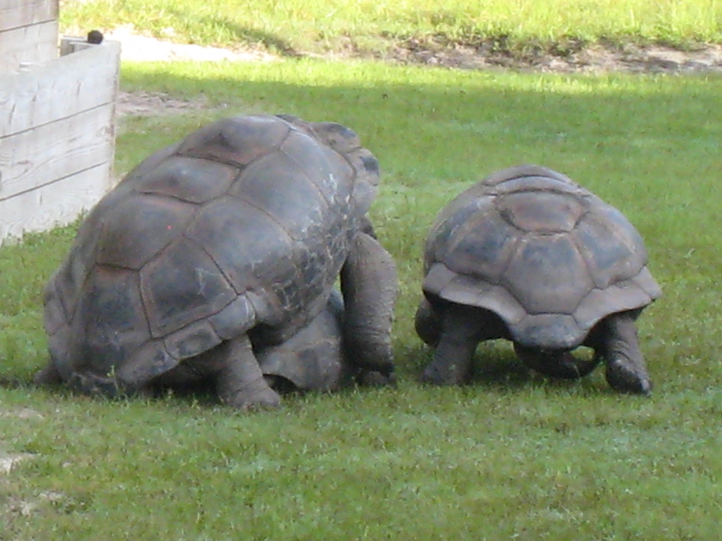 ALDABRA BREEDER