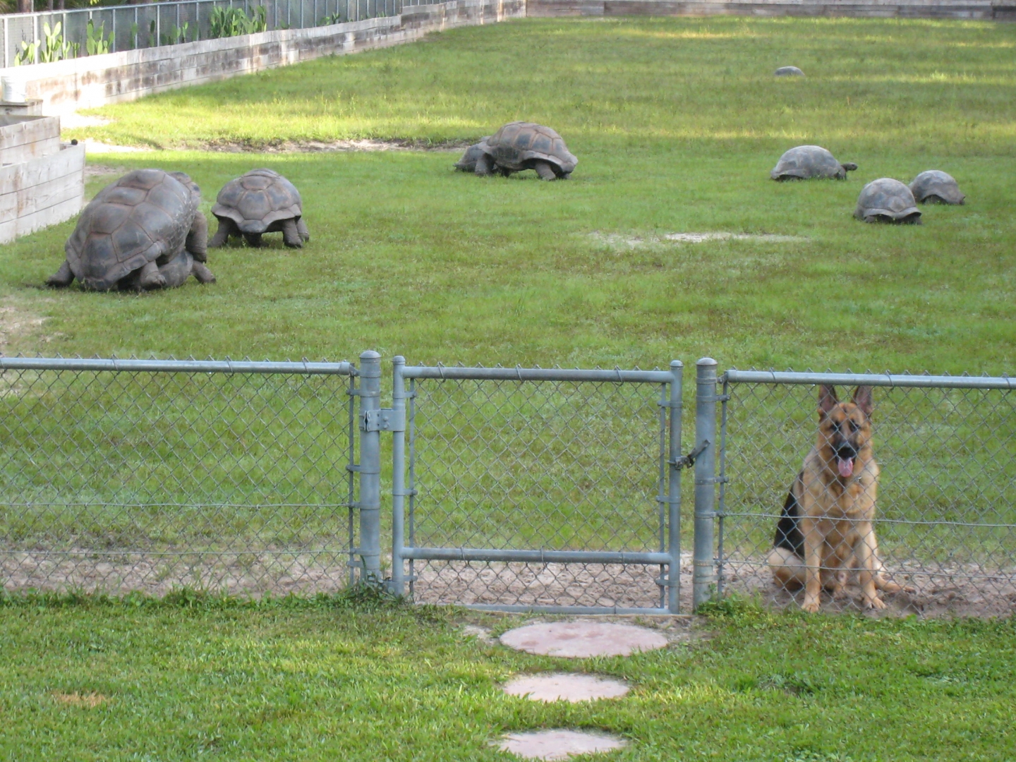 ALDABRA BREEDER