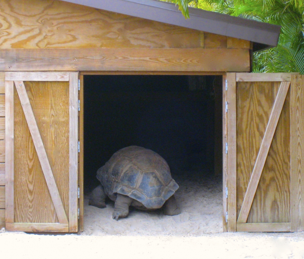 ALDABRA BREEDER