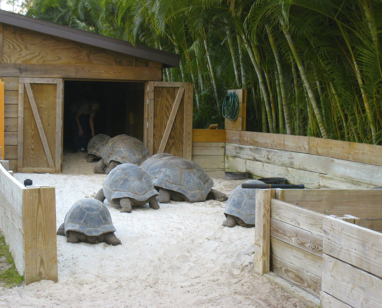 ALDABRA BREEDER