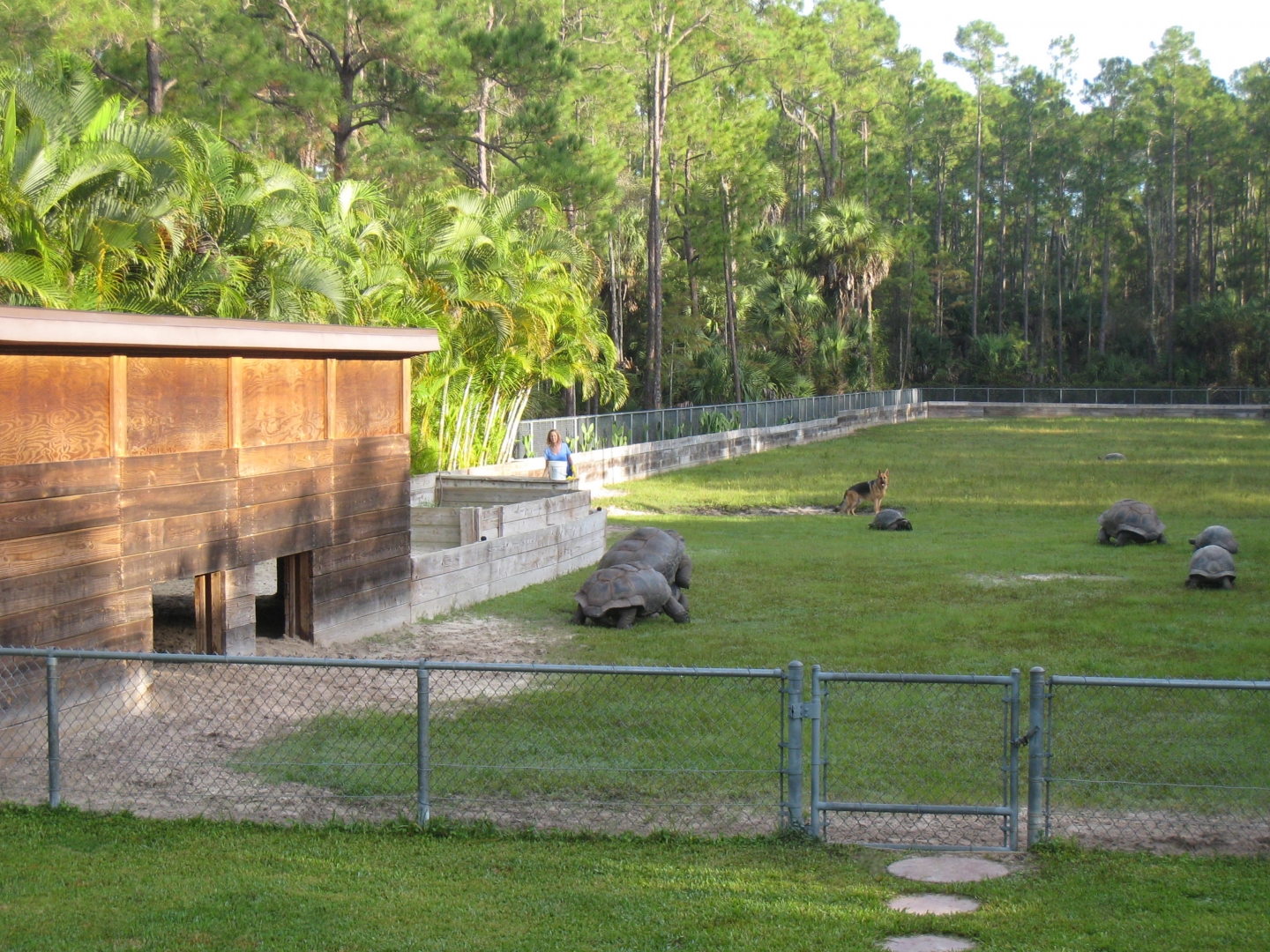 ALDABRA BREEDER