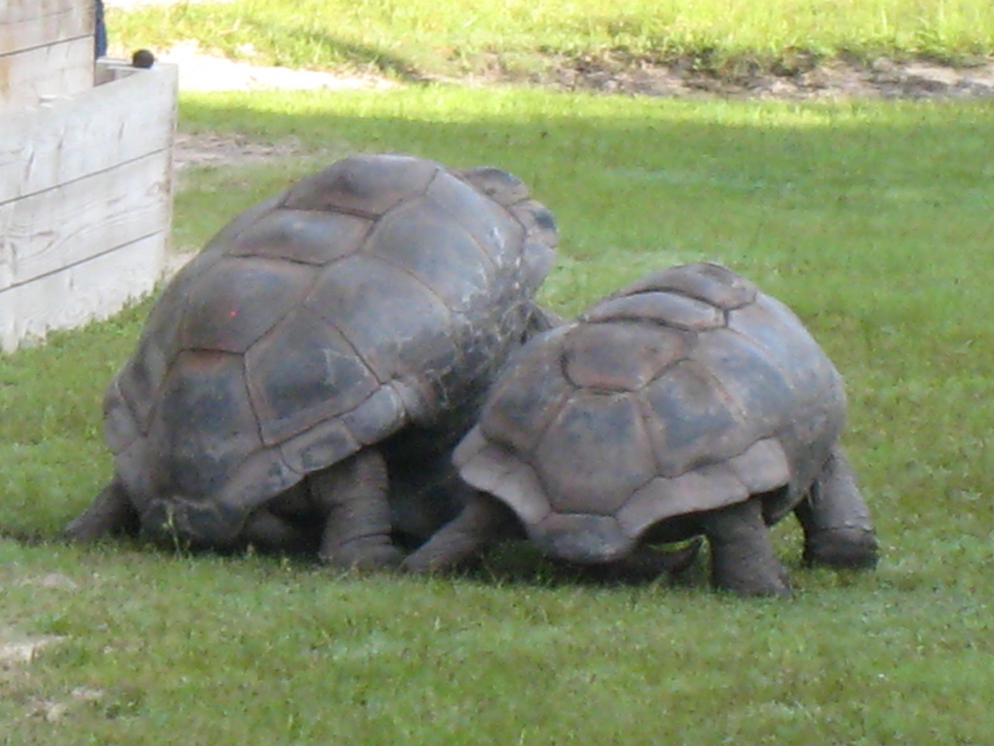 ALDABRA BREEDER