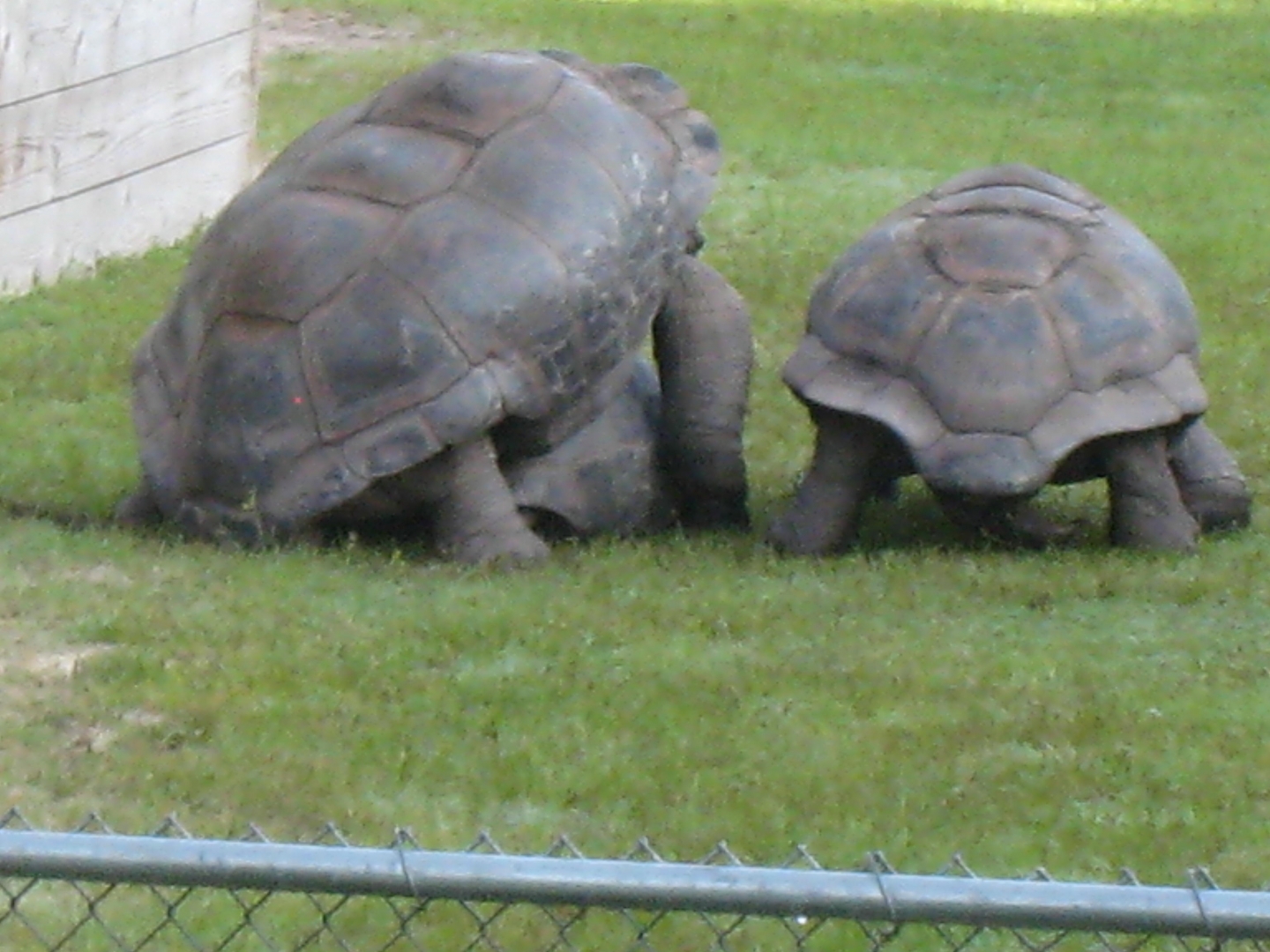 ALDABRA BREEDER