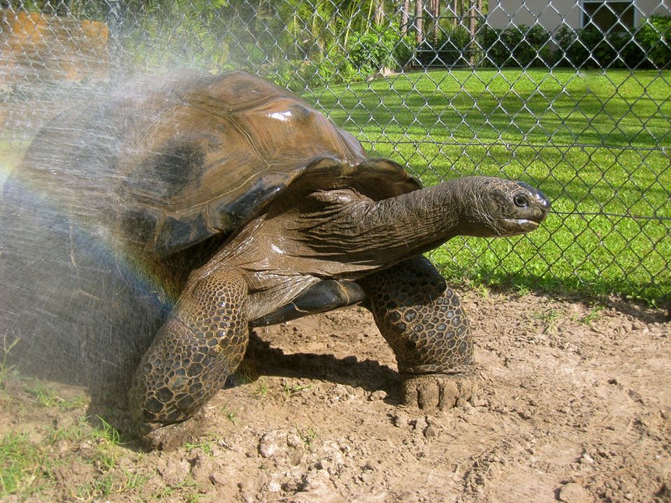 ALDABRA BREEDER