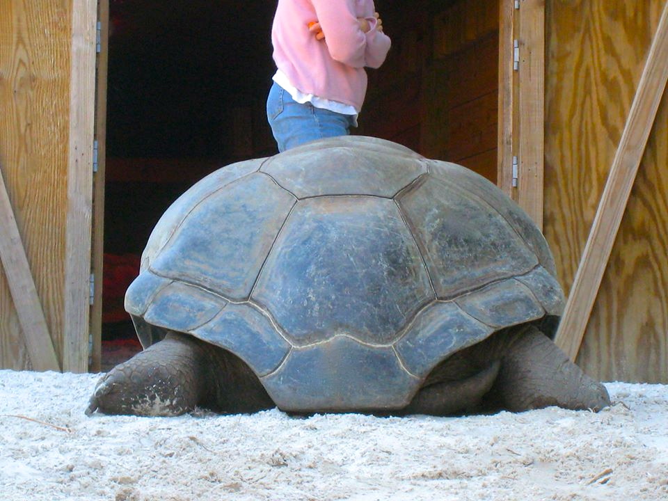 ALDABRA BREEDER