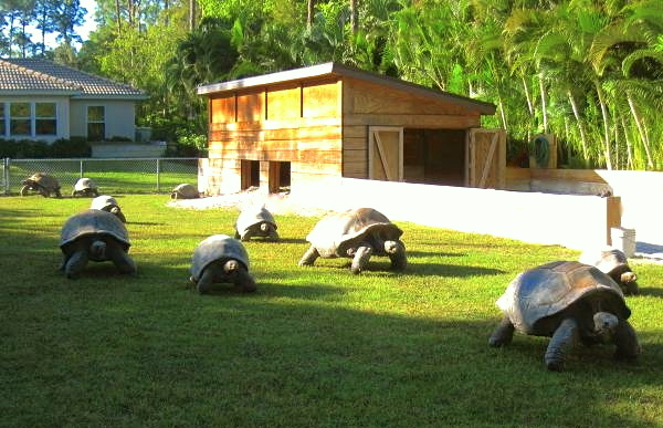 ALDABRA BREEDER