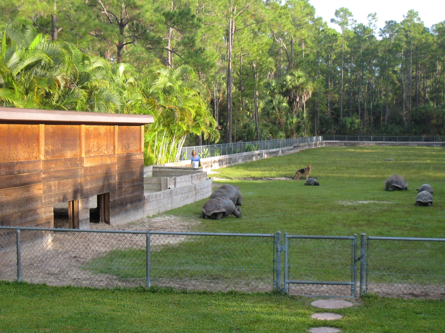ALDABRA BREEDER