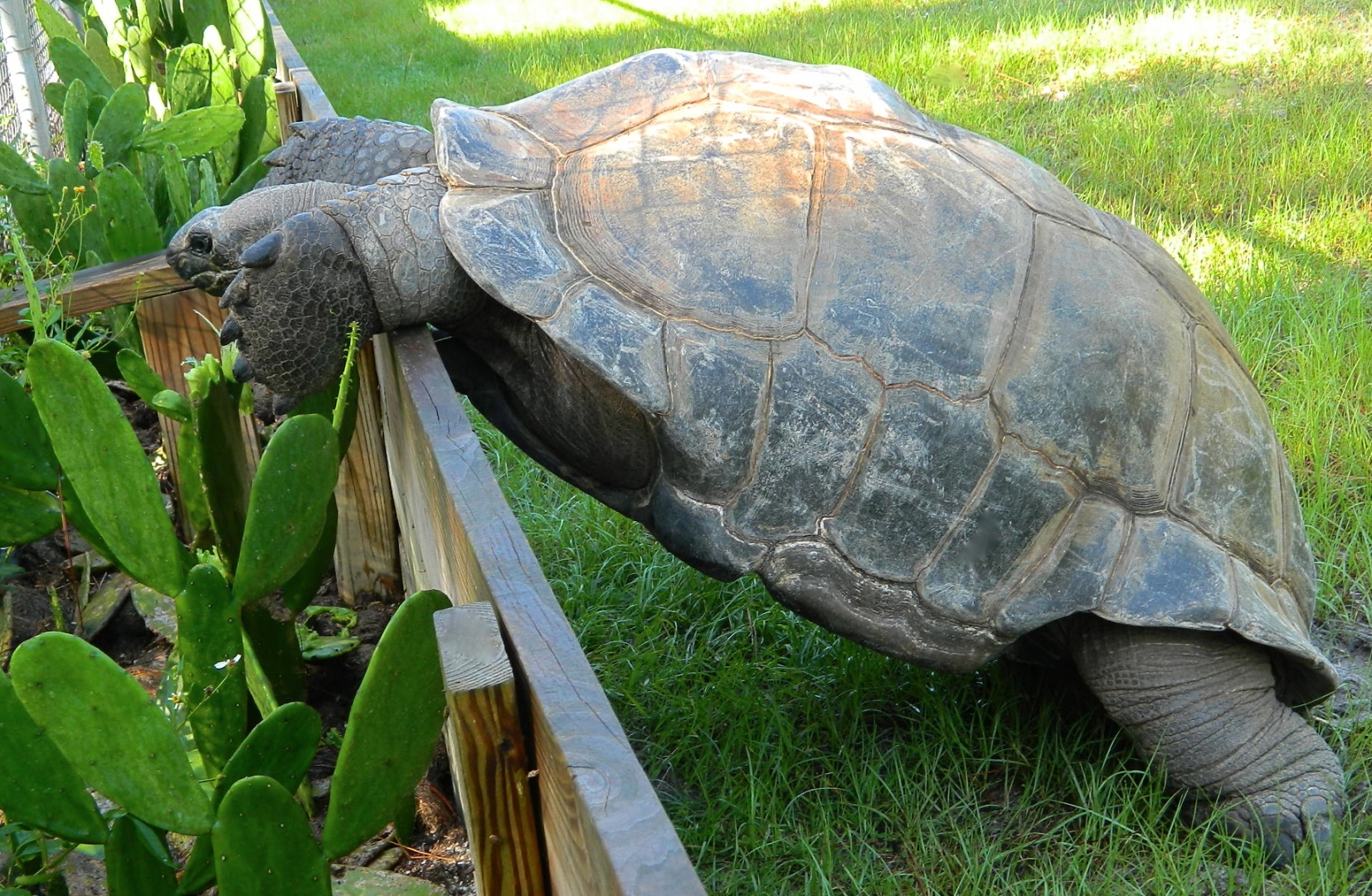 ALDABRA BREEDER