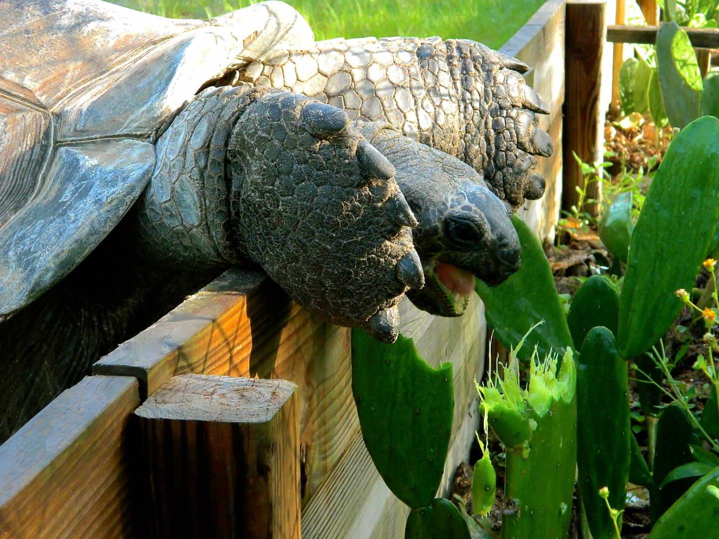 ALDABRA BREEDER