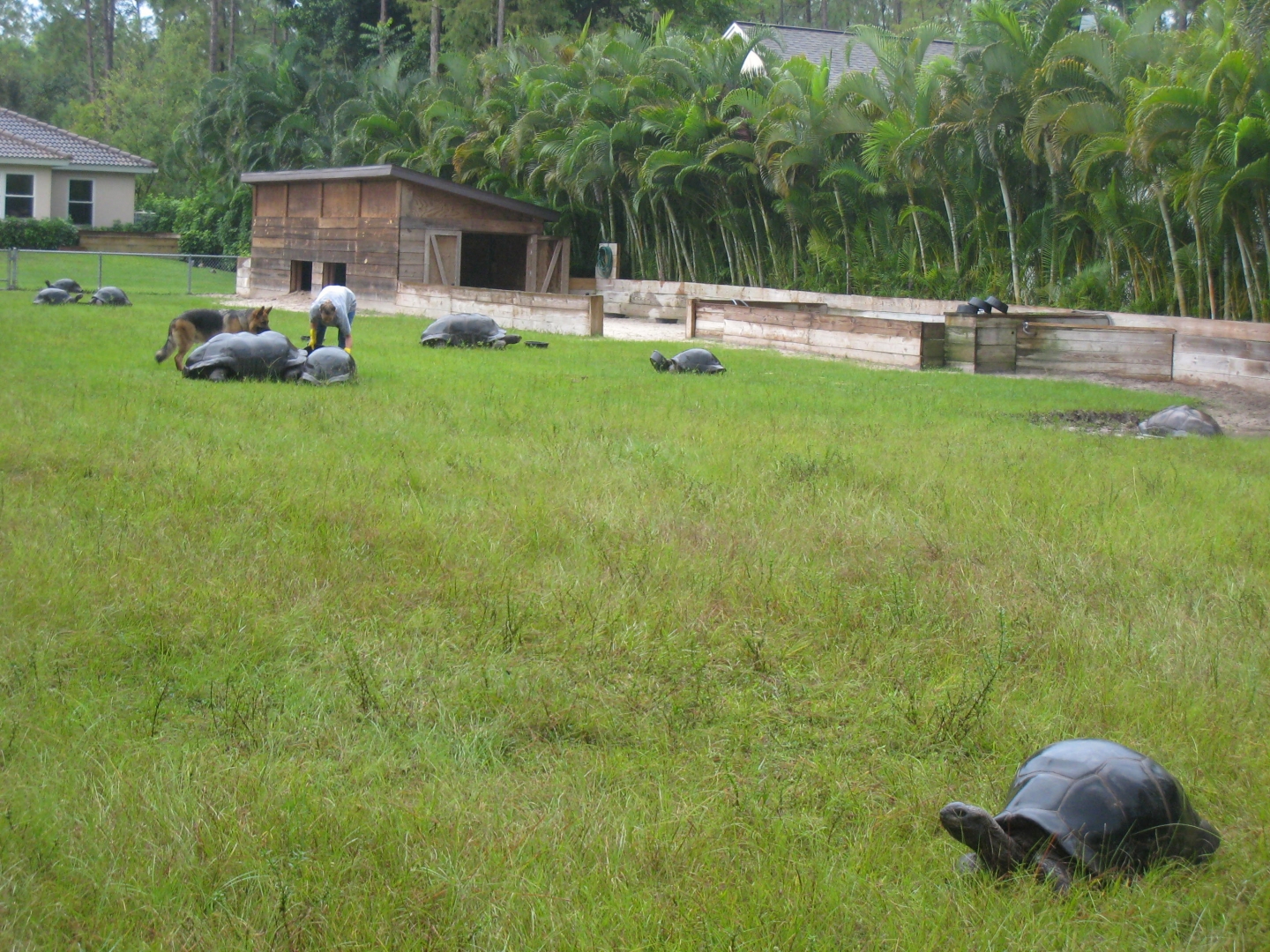 ALDABRA BREEDER