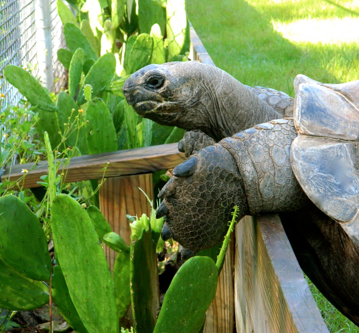 ALDABRA BREEDER