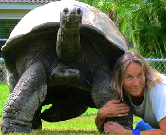 ALDABRA BREEDER