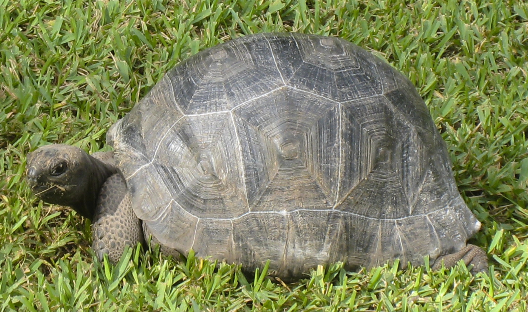 ALDABRA BREEDER