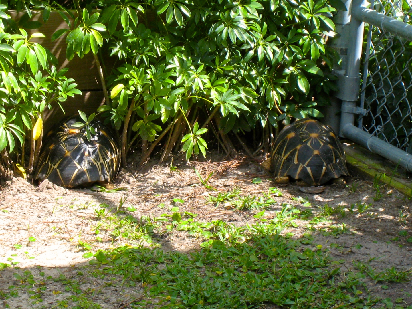 ALDABRA BREEDER