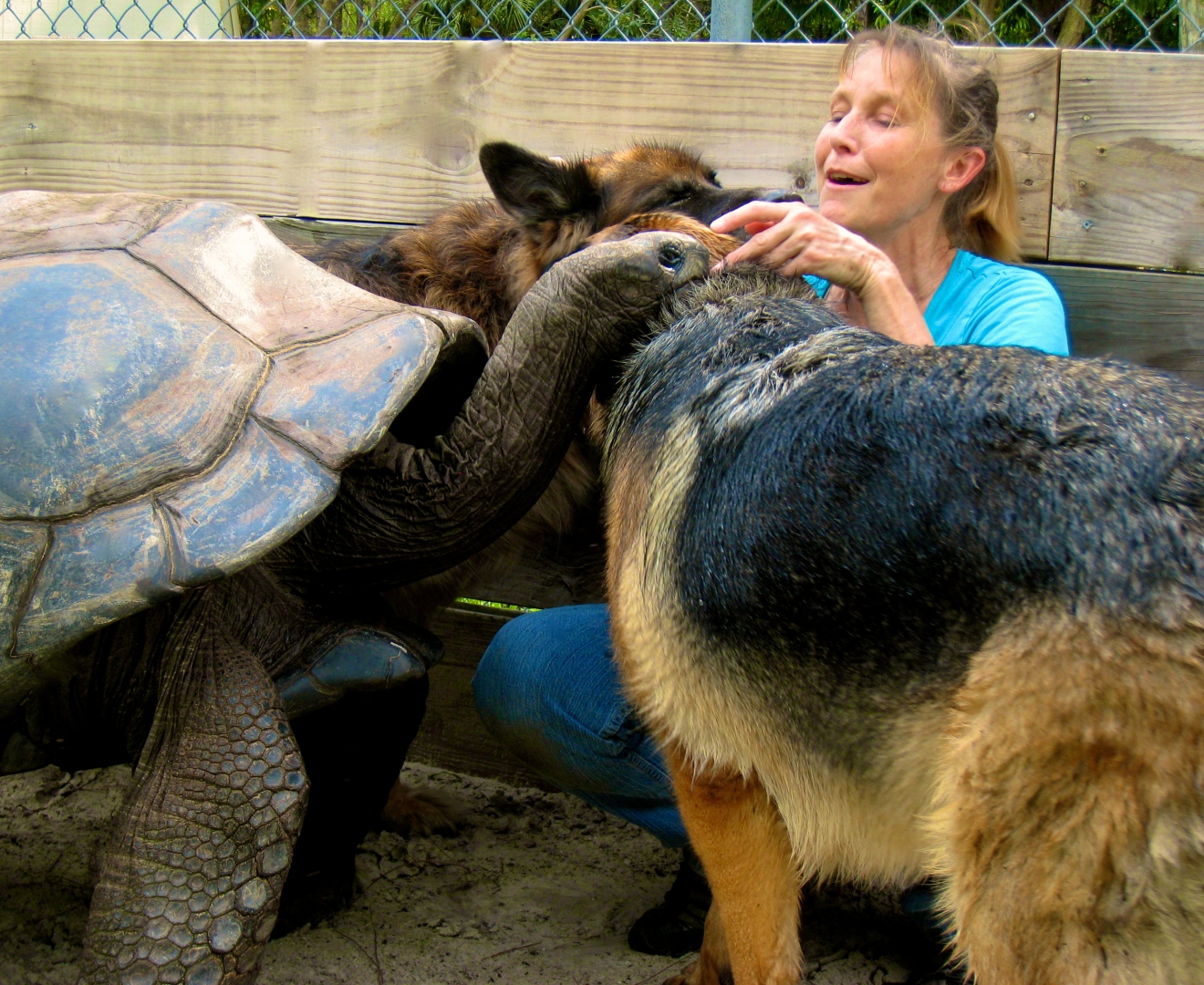 ALDABRA BREEDER
