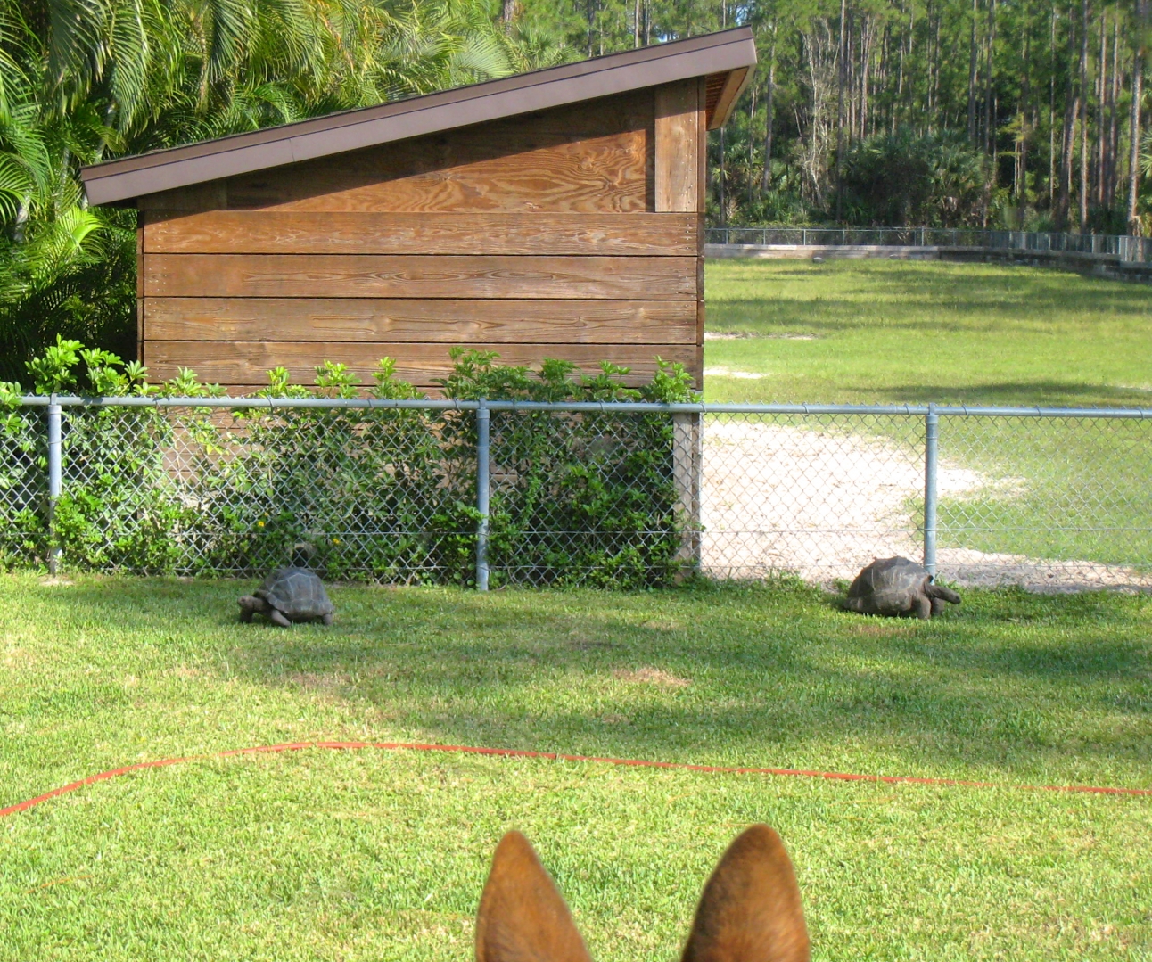 ALDABRA BREEDER