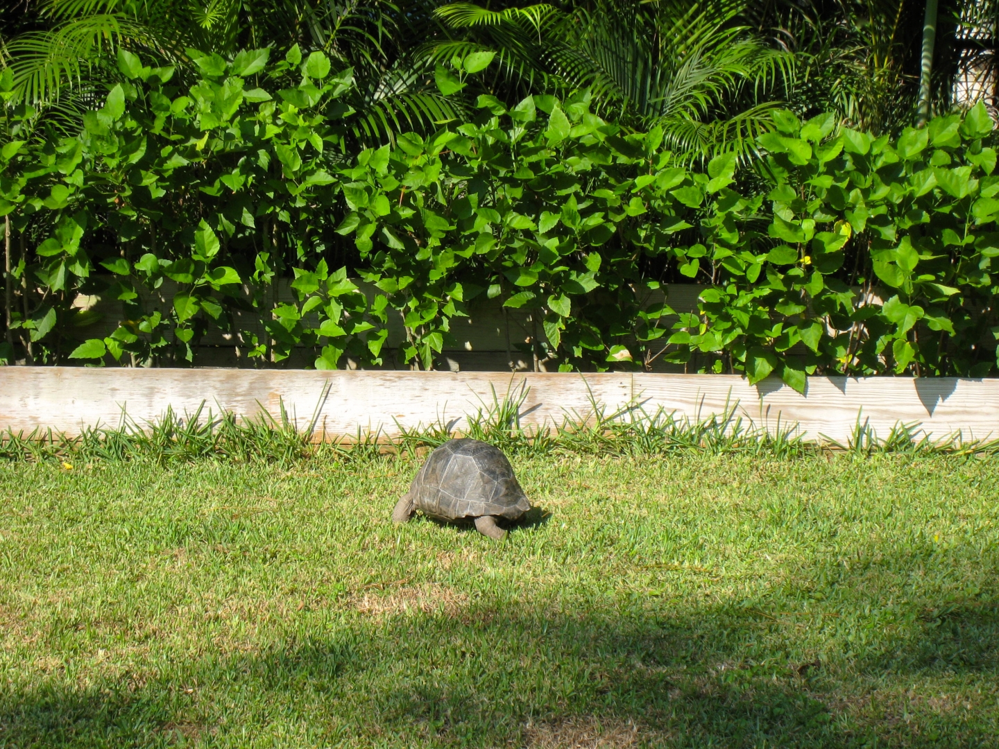 ALDABRA BREEDER