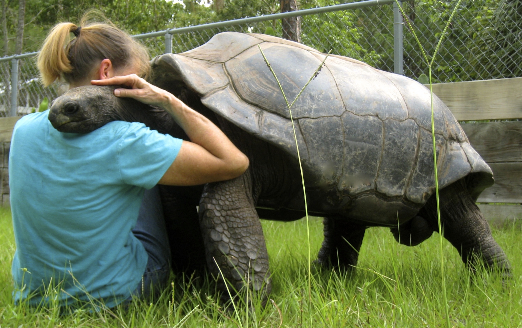 ALDABRA BREEDER