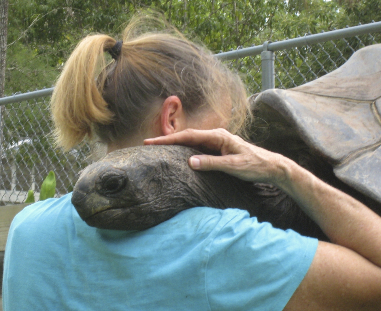 ALDABRA BREEDER