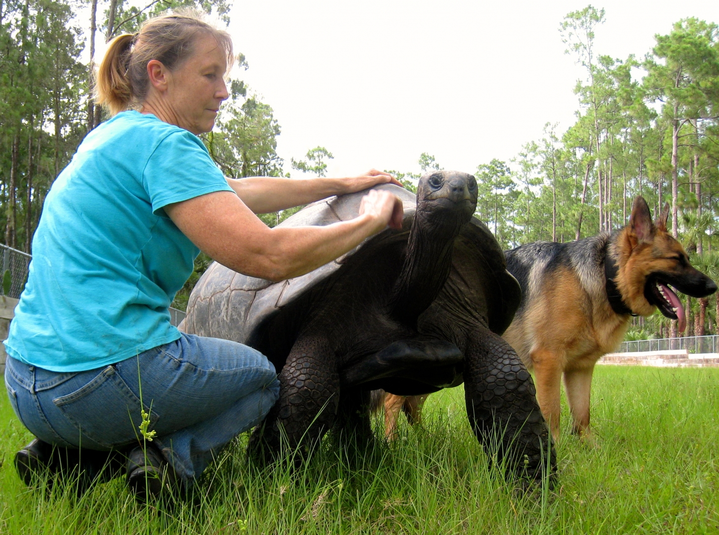 ALDABRA BREEDER