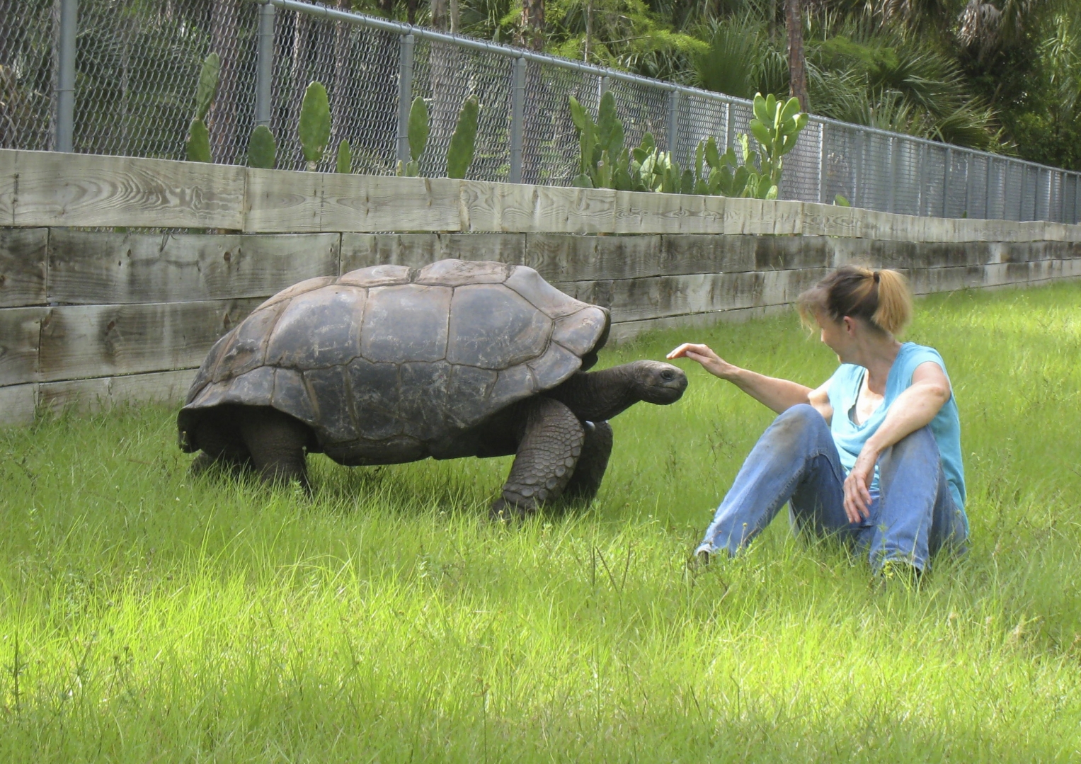 ALDABRA BREEDER