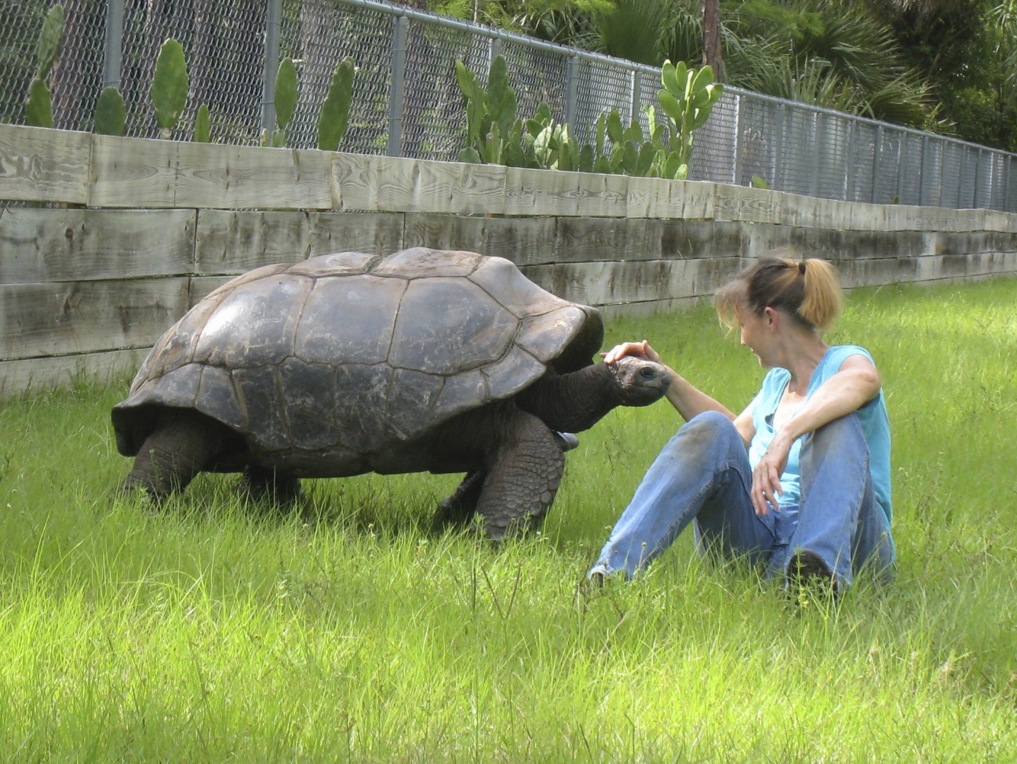 ALDABRA BREEDER