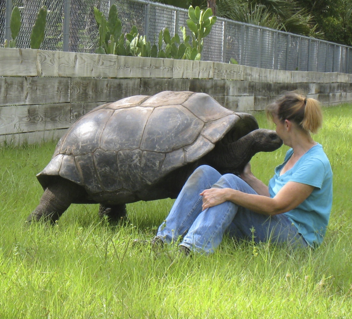 ALDABRA BREEDER