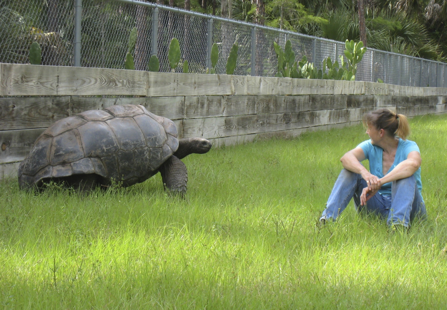 ALDABRA BREEDER