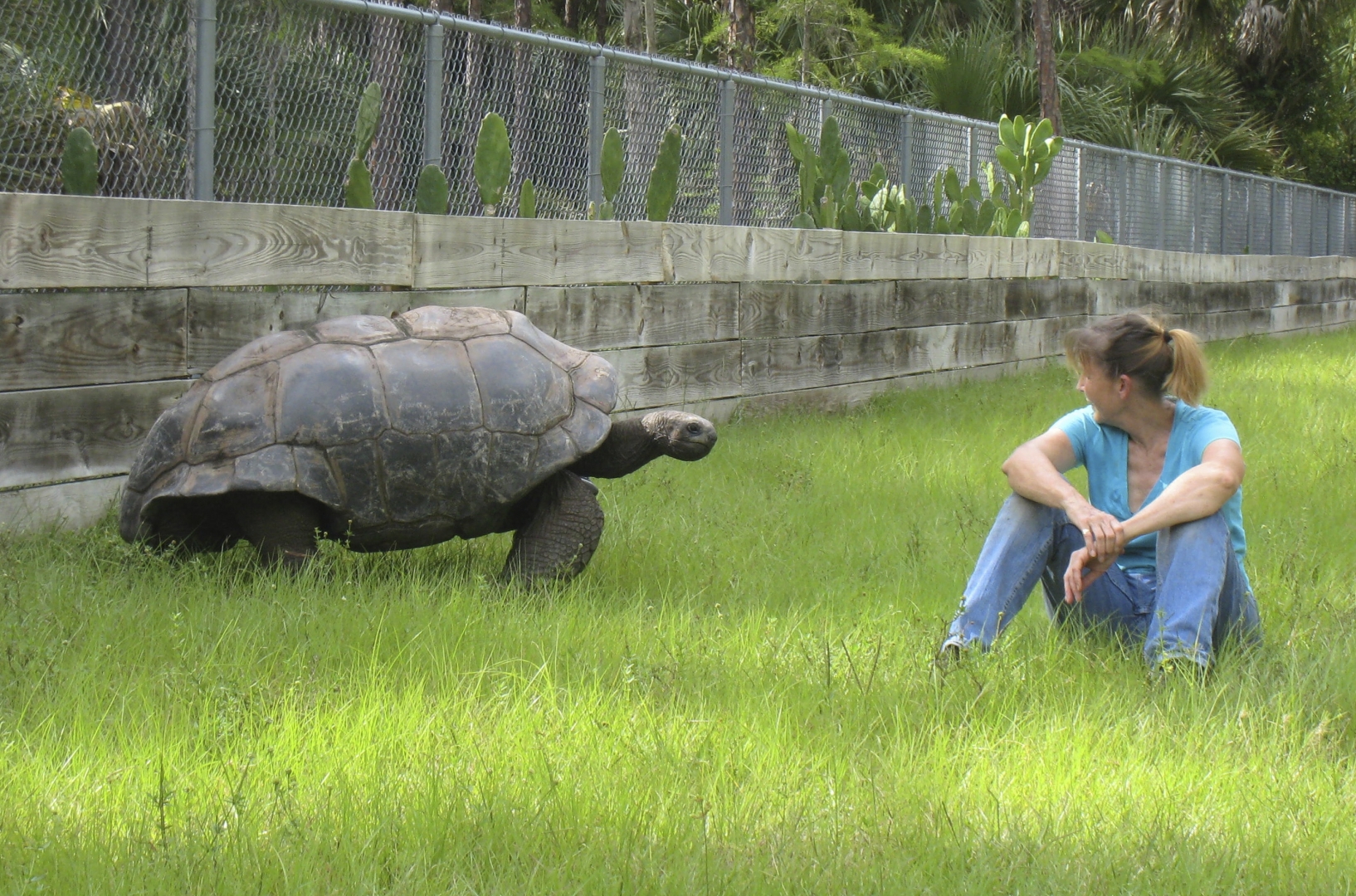 ALDABRA BREEDER