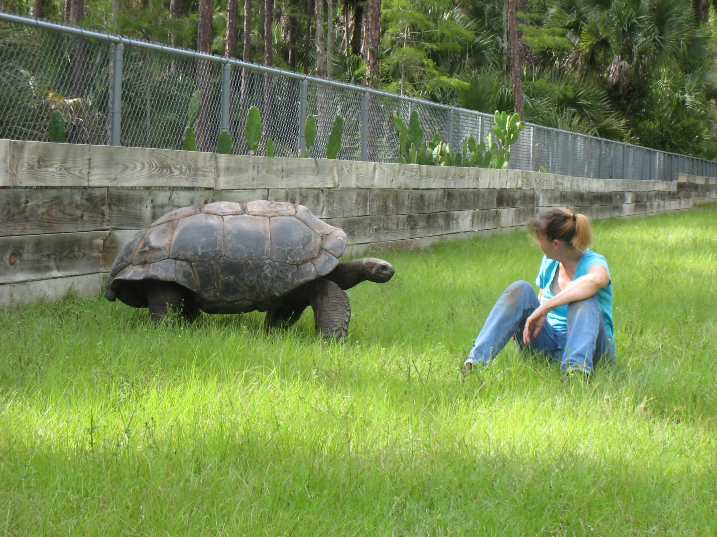 ALDABRA BREEDER