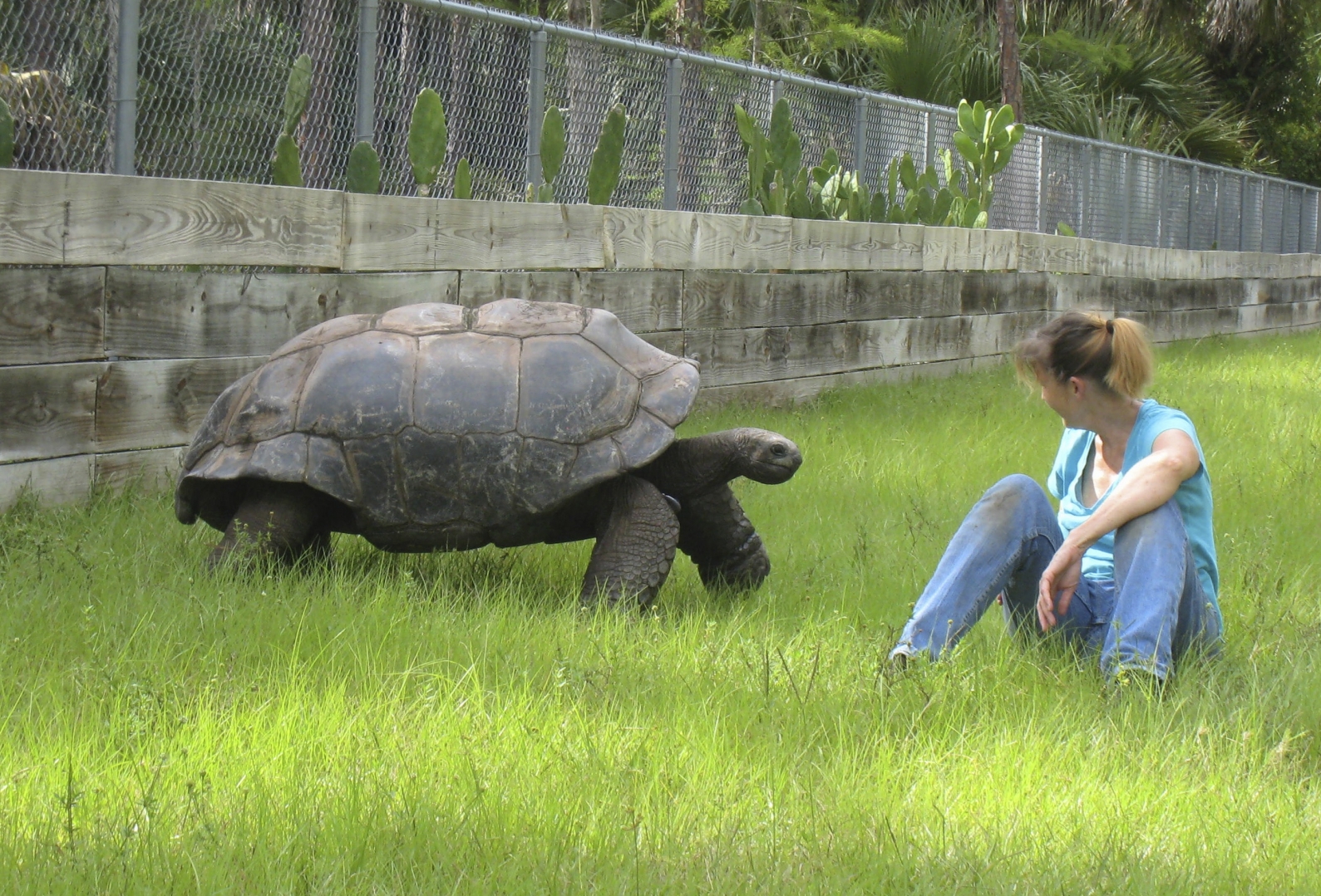 ALDABRA BREEDER
