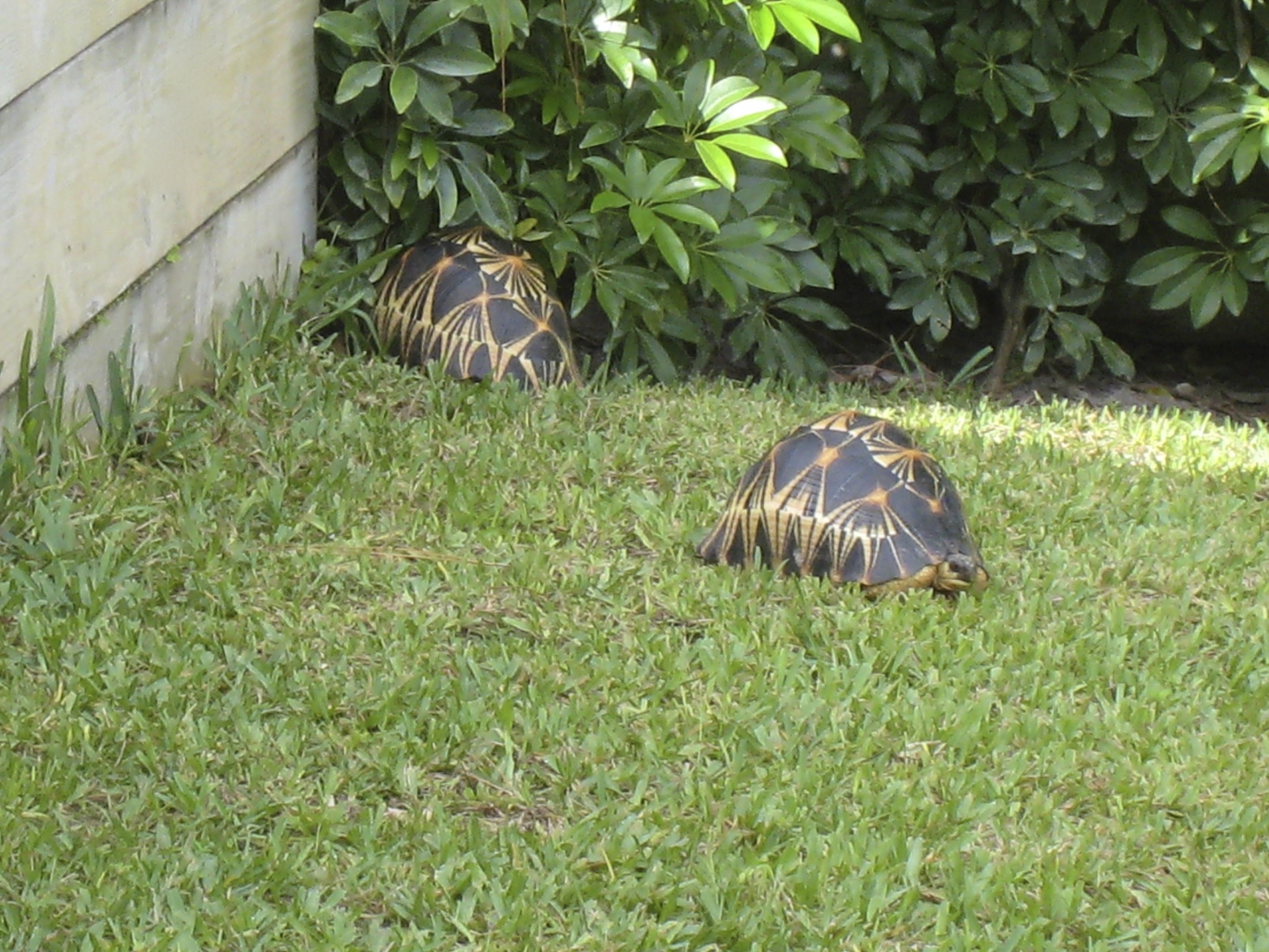 ALDABRA BREEDER