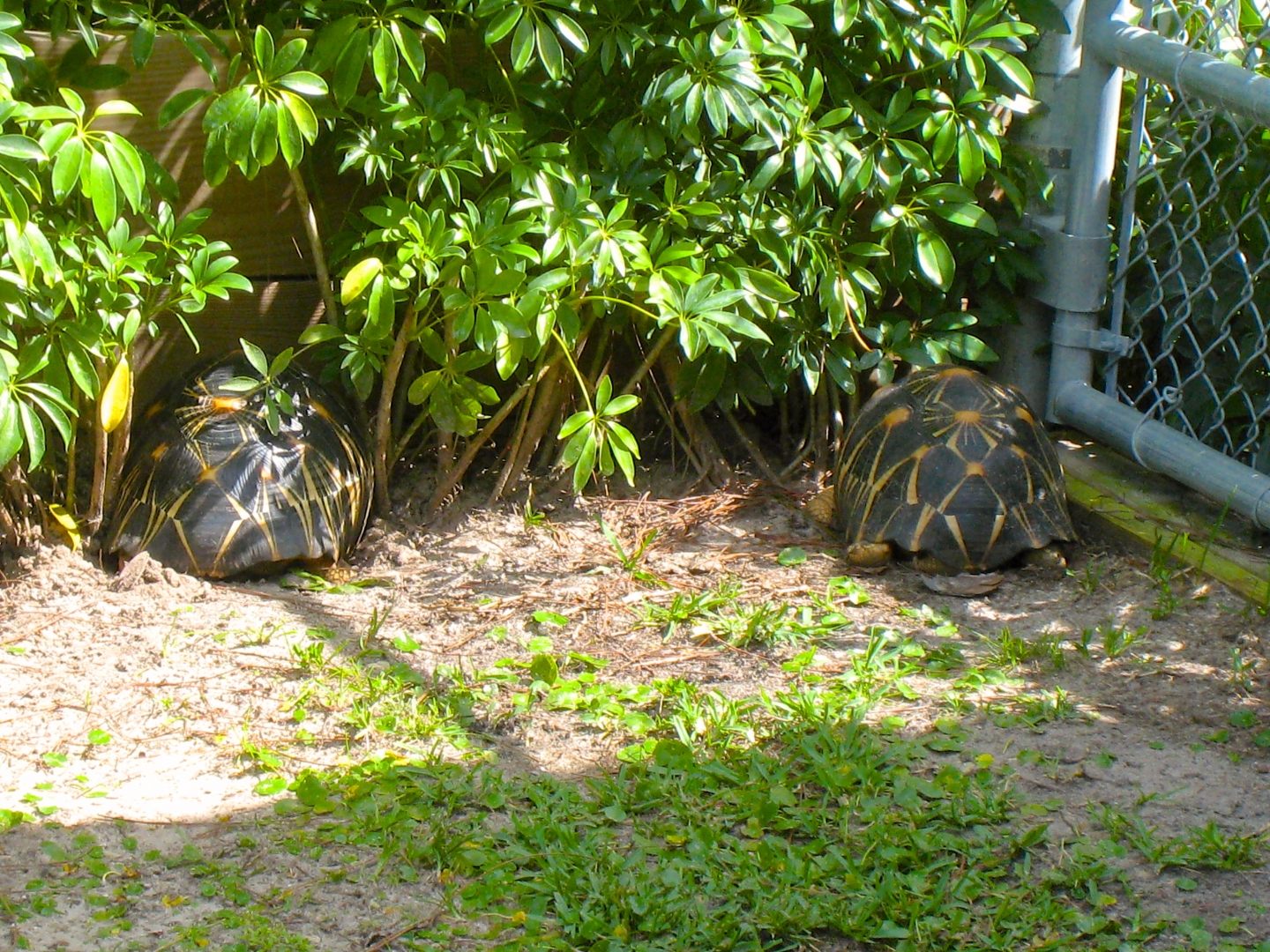 ALDABRA BREEDER