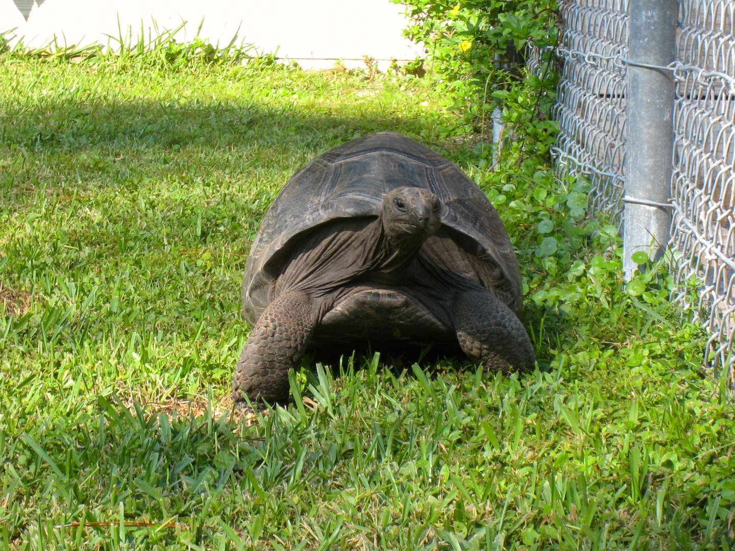 ALDABRA BREEDER