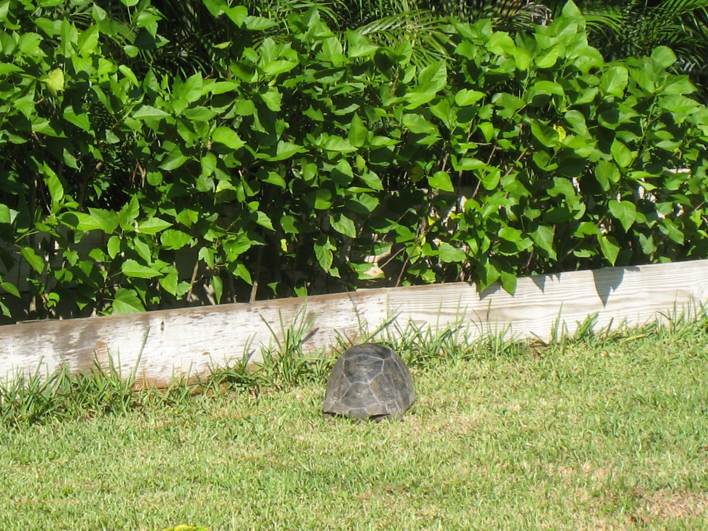 ALDABRA BREEDER