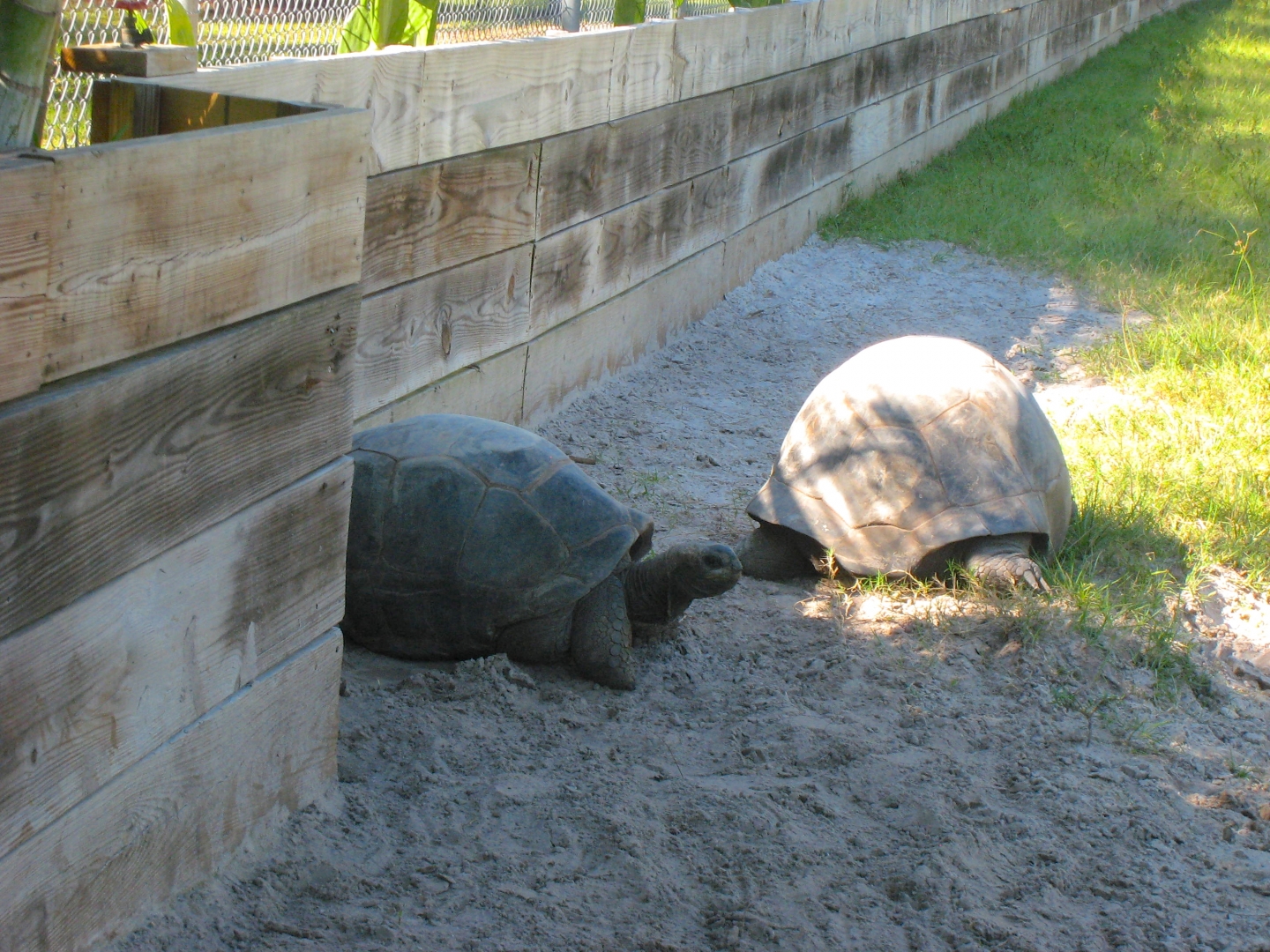 ALDABRA BREEDER