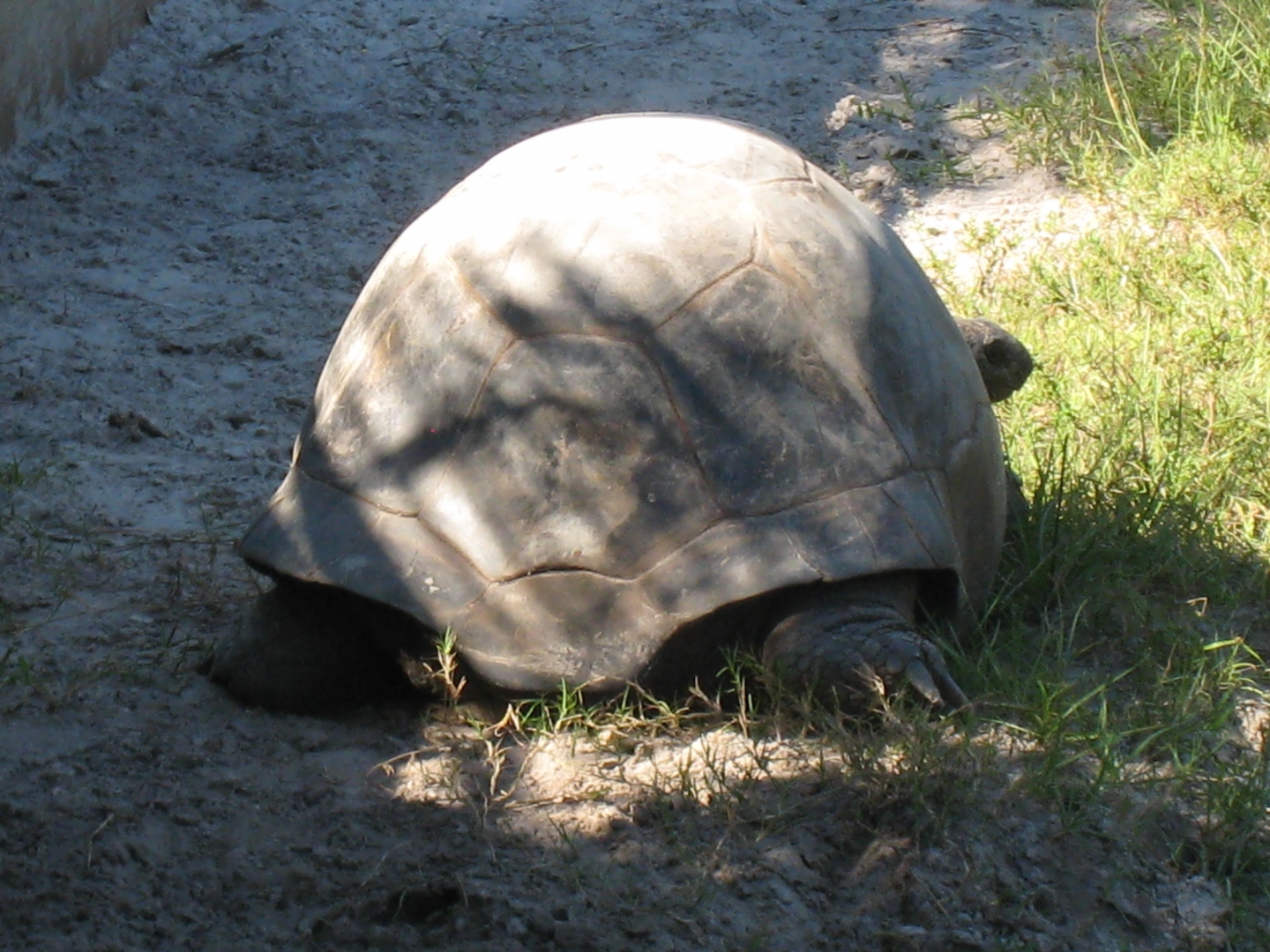 ALDABRA BREEDER
