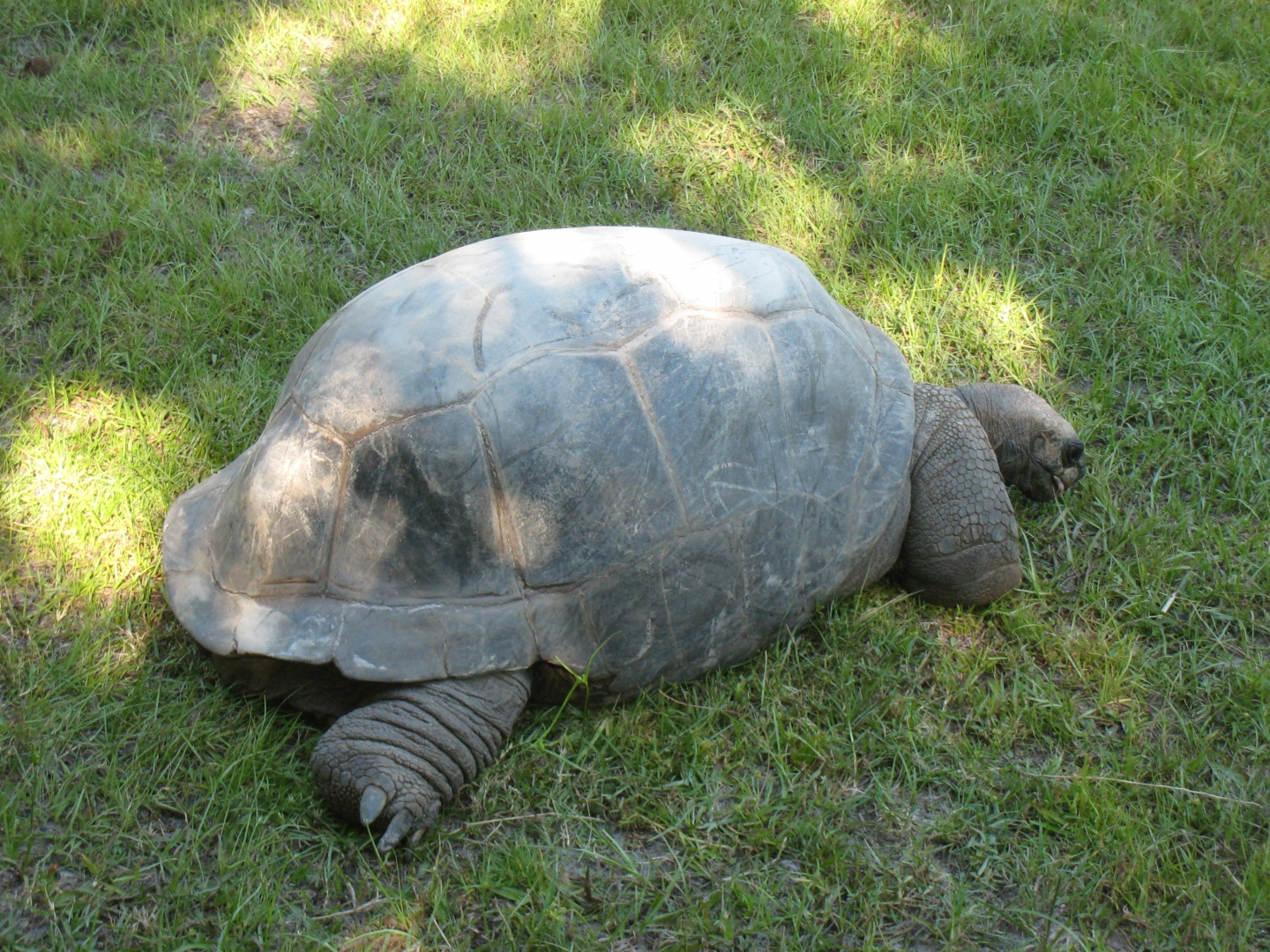 ALDABRA BREEDER