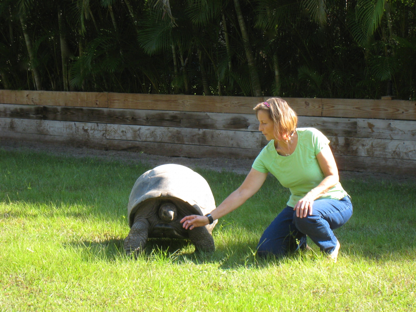 ALDABRA BREEDER