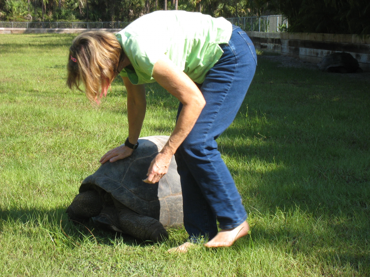 ALDABRA BREEDER