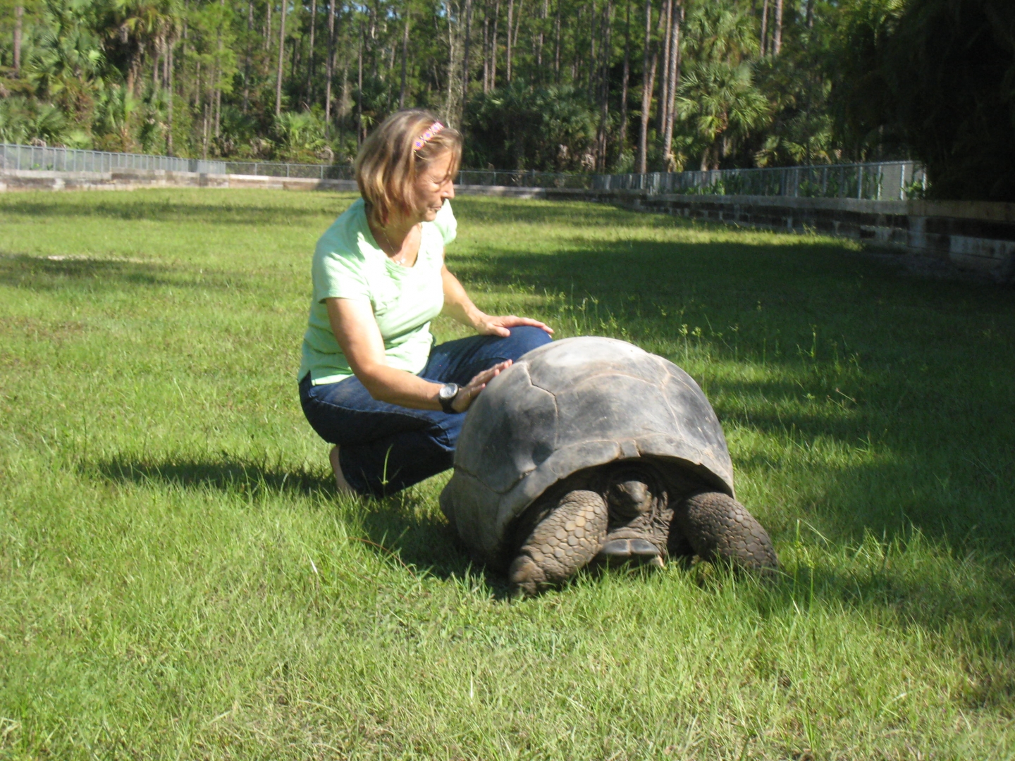 ALDABRA BREEDER