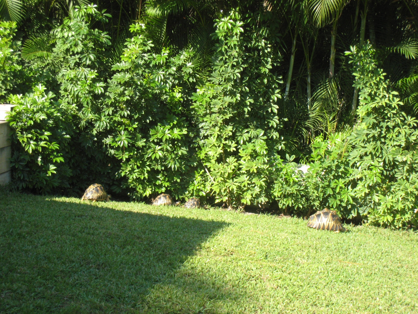 ALDABRA BREEDER