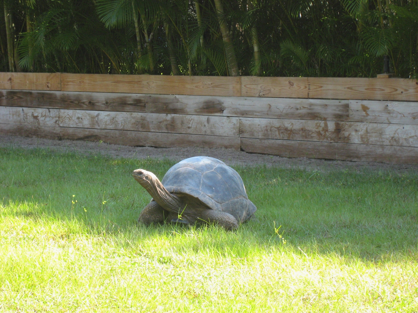 ALDABRA BREEDER