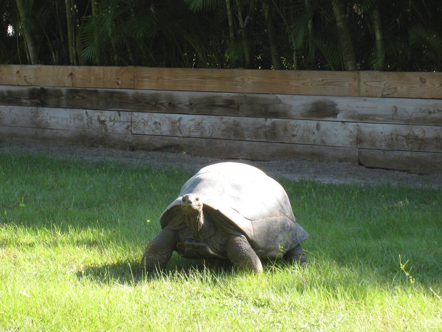 ALDABRA BREEDER